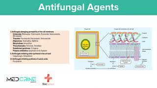 Antifungal Drugs pharmacology simplified [upl. by Johen]