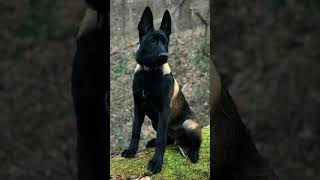 The Belgian shepherd malinois dogs [upl. by Oznarol]