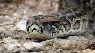 Python Crossing Dirt Road 04  Time Lapse  Dangerous Animals in Florida [upl. by Onimod316]