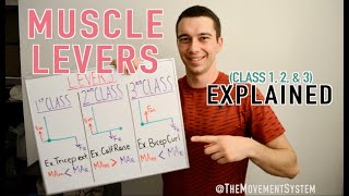 Muscle Levers 1st Class 2nd Class 3rd Class Explained [upl. by Skippy]