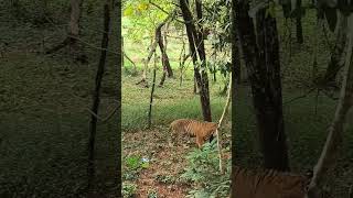 Tiger spotted at Pilikula Mangalore animals mangalore tiger [upl. by Shaughn]