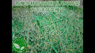 奇亞籽鼠尾草｜奇亞籽鼠尾草芽菜的營養價值及其功效｜如何在家中種植奇亞籽鼠尾草芽菜簡易指南 [upl. by Yerffoeg]