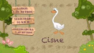 Las características del CISNE [upl. by Zane]