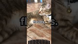 🐱Cats Cant Taste Sweet Flavors🐱 [upl. by Coke]