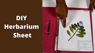 DIY Herbarium Sheet  Class 9 Experiential Activity [upl. by Alimaj281]