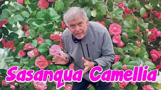 The Beauty and Versatility of Sasanqua Camellia [upl. by Betteann]