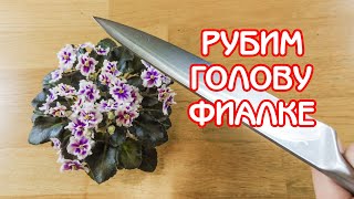 Омоложение фиалки  Укореняем верхушку голову  Советы по уходу за фиалками 09  Мои фиалки [upl. by Charry]