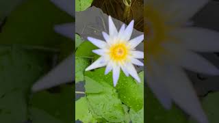 Water lily plant ☘️garden flowertypes howtogrowlotusathome shorts trend [upl. by Heber]