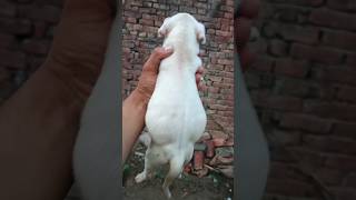 8800358506 dogo argentino puppy available dog dogoargentino vlog pets trending shorts [upl. by Reggie]