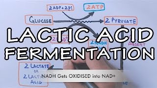 Lactic Acid Fermentation  Detailed [upl. by Adnirb]