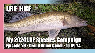 Episode 26 My LRF Species Hunt Grand Union Canal [upl. by Armanda]