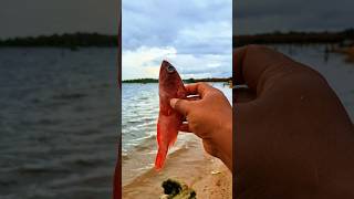 Found dead red grouperfish on the beach shorts viralvideo fish grouperfish [upl. by O'Shee]