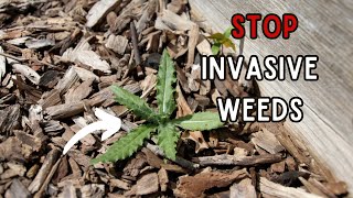 How To STOP The Most INVASIVE Weeds In The Garden  Dont Make These Mistakes [upl. by Curhan]