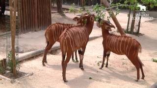 Bongo  Enriquecimento Ambiental  Jardim Zoológico [upl. by Neelrad]