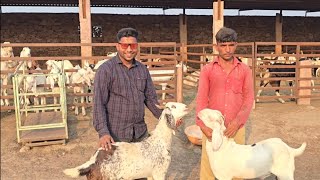 1800 Ki Palaai Me 6 KG Monthly Weight  Me Nahi Costumer Bolte Hain RJ Goat Farm [upl. by Burman]