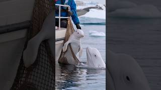 3 HeartStopping Moments When a Mother Whale Calls for Rescue [upl. by Undis]