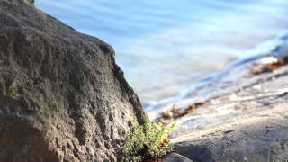 Vivitar 135mm f28 on Sony NEX 5n Test Video [upl. by Launce]