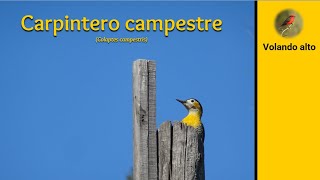 CARPINTERO CAMPESTRE Colaptes campestris Datos y videos [upl. by Tull]