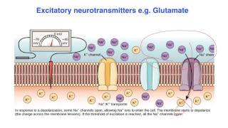 Excitatory vs inhibitory effects of Neurotransmitters  VCE Psychology [upl. by Sessilu224]