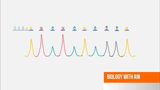 Sanger DNA Sequencing  Capillary Electrophoresis Animation [upl. by Ayerf]