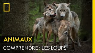 COMPRENDRE  les loups [upl. by Fassold936]