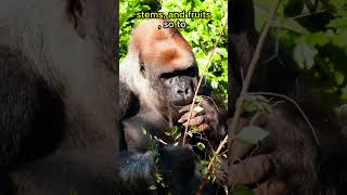 Gorillas Eat 40 LBS Of Plants EACH DAY🦍🦍🦍🌿animals animalfacts shorts [upl. by Clancy]