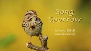 Song Sparrow [upl. by Atteiram]