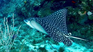 Diving in Port Antonio Jamaica [upl. by Hakym]