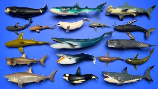 18 Sharks amp Whales Megalodon Blue Whale Basking Shark Orca Humpback Whale Etc MN029 [upl. by Martz636]