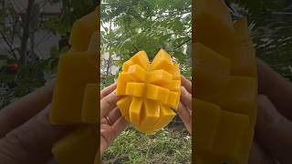 mango 🤤🤤🥭fruit cuttingskills chandanishorts shortsfeed viralshorts [upl. by Belldas870]