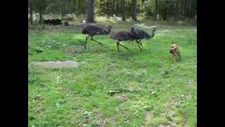 Emus and dog playing in the backyard [upl. by Otrebor]