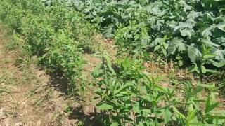 Uso de crotalaria no combate à nematoide [upl. by Berlin]