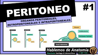 🔴 ANATOMIA👉 ORGANOS PERTIONEALES RETROPERITONEALES E INTRAPERITONEALES🟩 PERITONEO 🟪 [upl. by Richara]