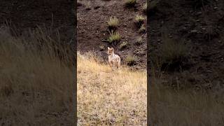 Dropped On Impact  65 Creedmoor Coyote Hunting shorts [upl. by Nylsirk]