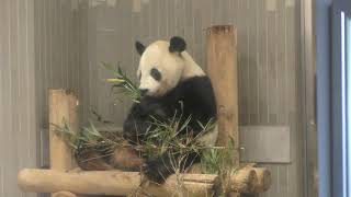 ジャイアントパンダ・リーリーの食事風景 上野動物園 2017年10月29日 [upl. by Ynnaj337]