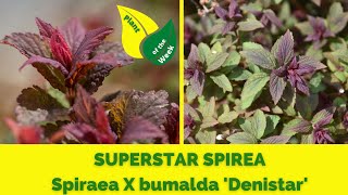 SUPERSTAR SPIREA  Spiraea X bumalda Denistar [upl. by Silirama]