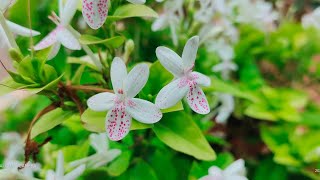 Beautiful tropical flowering shrub  Gokarna jasmine [upl. by Tennes]