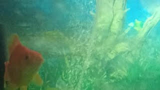 Goldfish amp Oranda Fish Tank Live Aquarium [upl. by Eizeerb916]