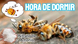 El Secreto Para que las Abejas no te Piquen  Dormir Abejas ⏰💤 [upl. by Allicsirp]