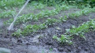 Radish plants thriving in wet soil [upl. by Yenroc]