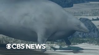 Newly discovered ancient whale may have been heaviest animal ever [upl. by Ellehc989]