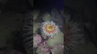 Enormous Sea Anemone in Monterey Night Dive October 2024 [upl. by Philina]