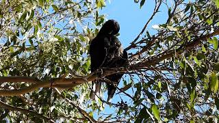 Black Currawong Preening [upl. by Aan805]