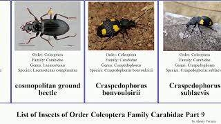 List of Insects of Order Coleoptera Family Carabidae Part 9 cylindera coptodera cychrus clivina [upl. by Nalak]