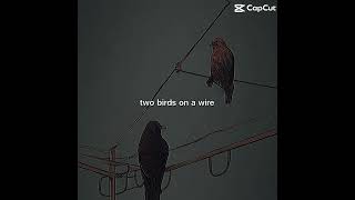 Two birds on a wire [upl. by Atelahs]