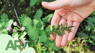 Lo que no sabías de la quotdormilonaquot mimosa púdica [upl. by Catherine915]