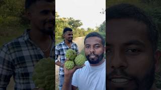 Custard apple ￼ 🍎 custardapple ￼harvesting vlog eating villagelife food pushpa [upl. by Redle]