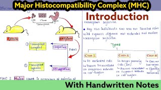 Major Histocompatibility Complex MHC  Introduction I Immunology Lecture 23 [upl. by Hamfurd]