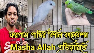 ফরপাস পাখির খামার। ForpusParrotlet bird Farm in Bangladesh [upl. by Nicoline]