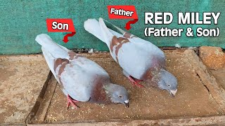 Lal Dhunda Red Miley  Racing Pigeons Father amp Son Duo ❣️ [upl. by Jarin]